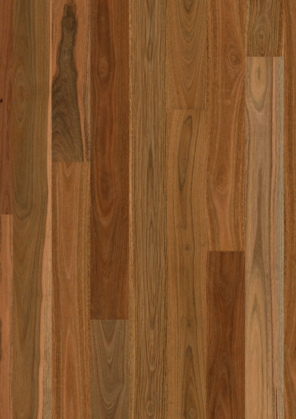 Spotted Gum 1 scaled 1
