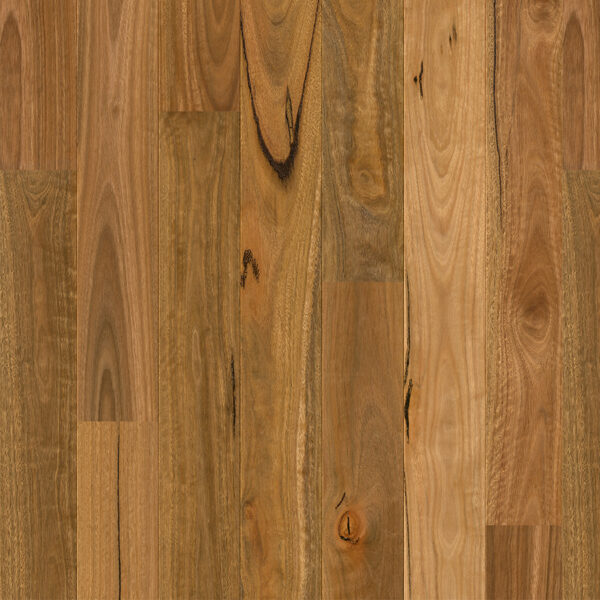 Spotted Gum 1